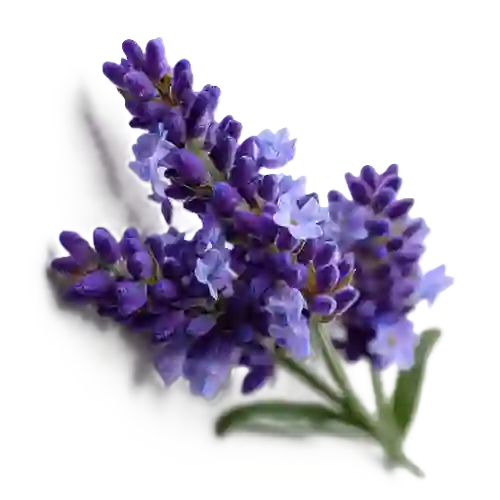 ลาเวนเดอร์ (Lavender) ส่วนผสมในน้ำมันหอมระเหย AROMAYU