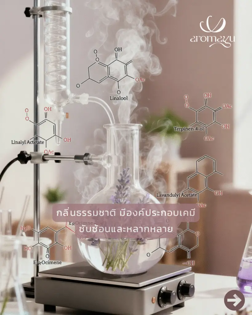 อุปกรณ์สกัดน้ำมันหอมระเหยลาเวนเดอร์ด้วยไอน้ำ แสดงให้เห็นองค์ประกอบทางเคมีที่ซับซ้อนของกลิ่นจากธรรมชาติ