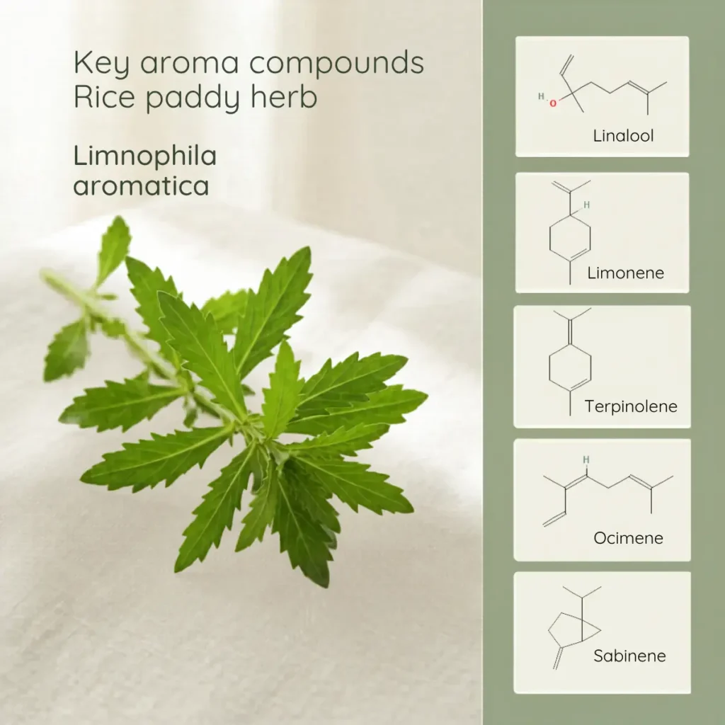 Key aroma compounds of rice paddy herb — linalool, limonene, terpinolene