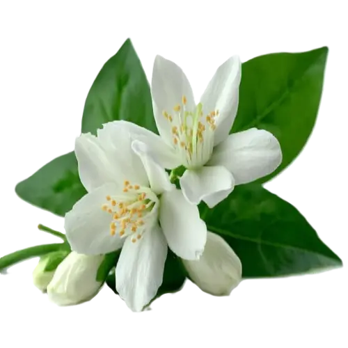 มะลิ (Jasmine) ส่วนผสมในน้ำมันหอมระเหย AROMAYU