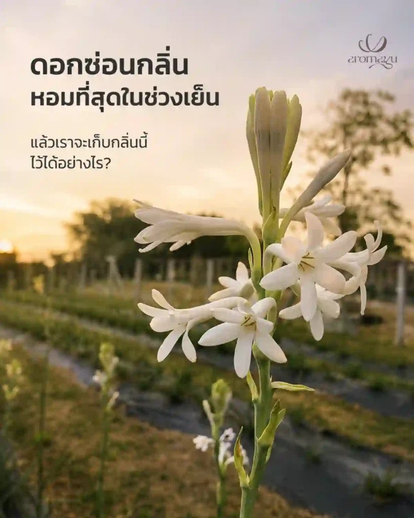 ดอกซ่อนกลิ่นบานที่แปลงปลูกในช่วงเย็น ซึ่งเป็นเวลาที่ดอกส่งกลิ่นแรงที่สุด