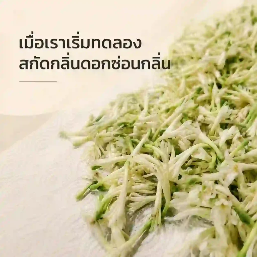 สกัดกลิ่นดอกซ่อนกลิ่น จากดอกสดที่คัดแล้วก่อนนำไปแช่แอลกอฮอล์