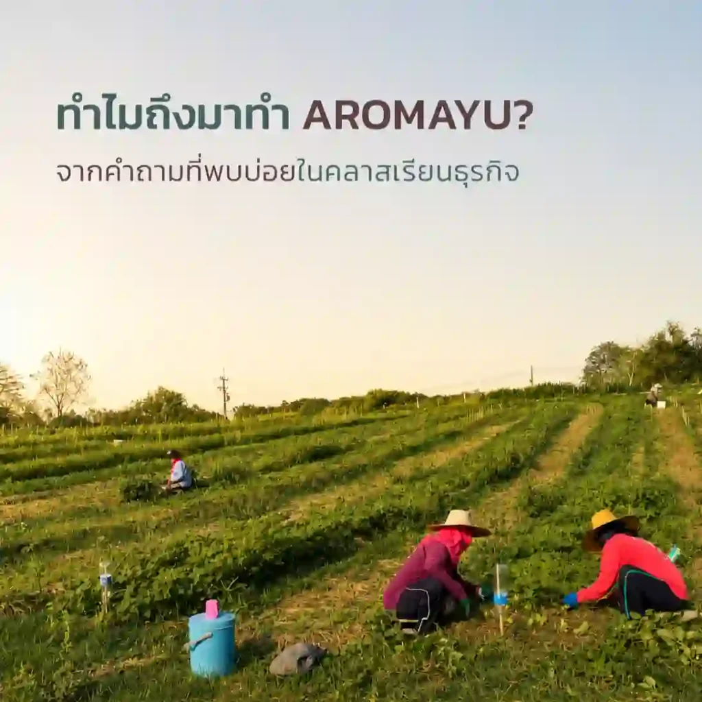 แปลงเกษตรที่เราลงพื้นที่ตอนเป็น Project Manager โครงการแอปพลิเคชันบริหารจัดการฟาร์ม